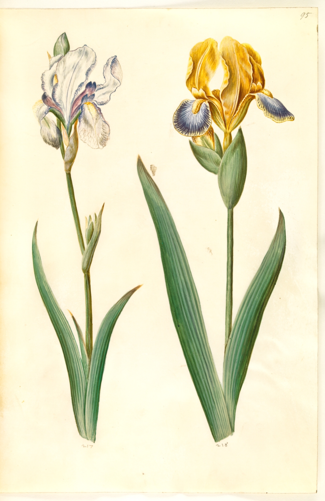 Hans Simon Holtzbecker, Iris pallida (bleg iris); Iris variegata (broget iris)