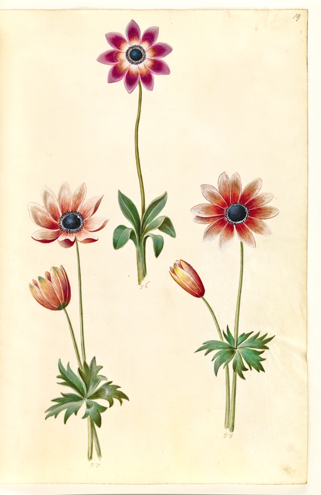 Hans Simon Holtzbecker, Anemone pavonina (påfugle-anemone)