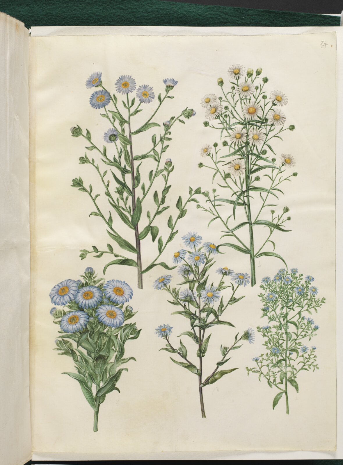 Hans Simon Holtzbecker, Aster amellus (virgil-asters); Symphyotrichum novi-belgii (nybelgisk asters); Symphyotrichum novae-angliae (nyengelsk asters); Symphyotrichum dumosum (pude-asters); Symphyotrichum ericoides (lyng-asters)