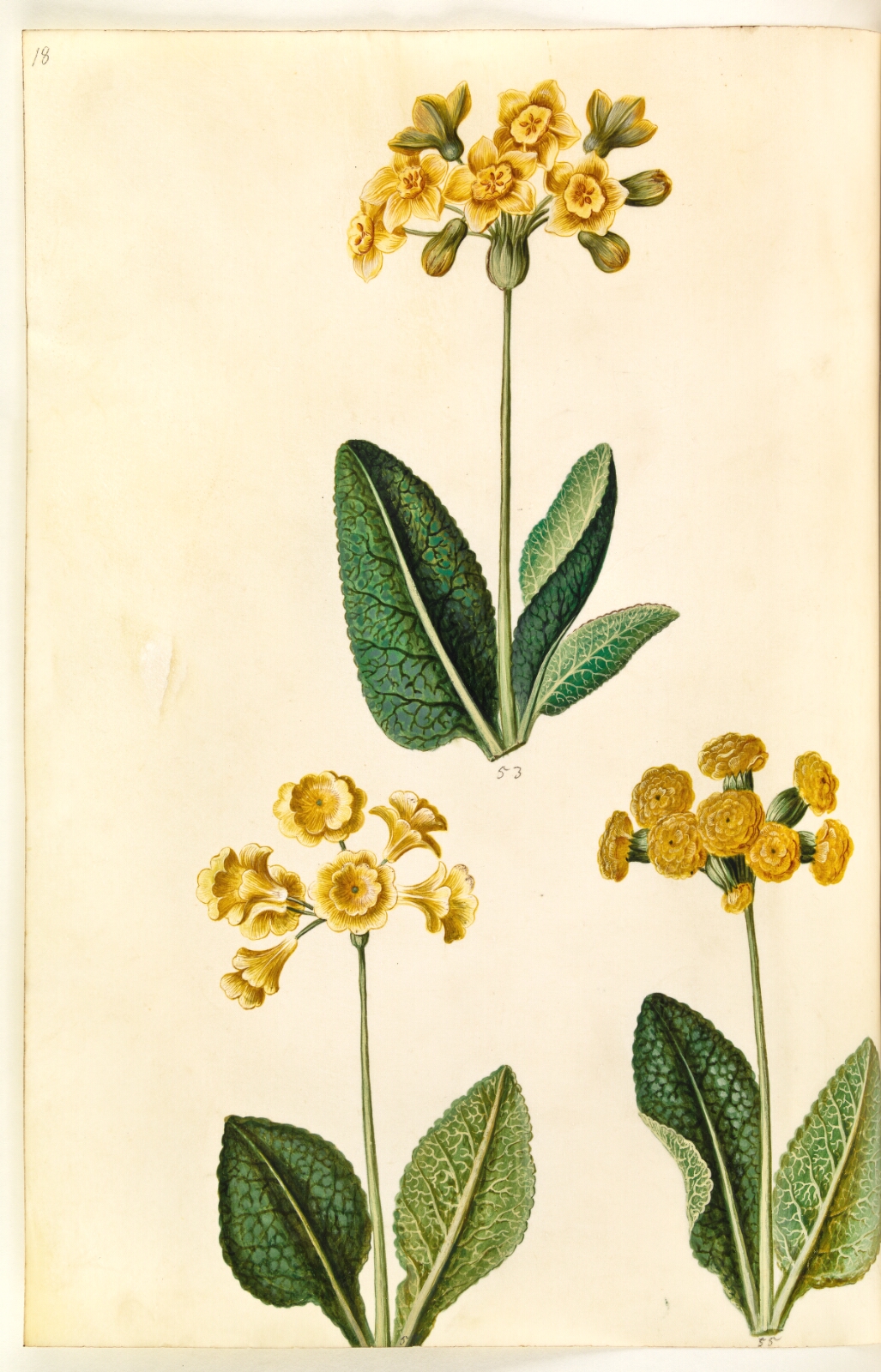 Hans Simon Holtzbecker, Primula ×polyantha (?); Primula veris (?)