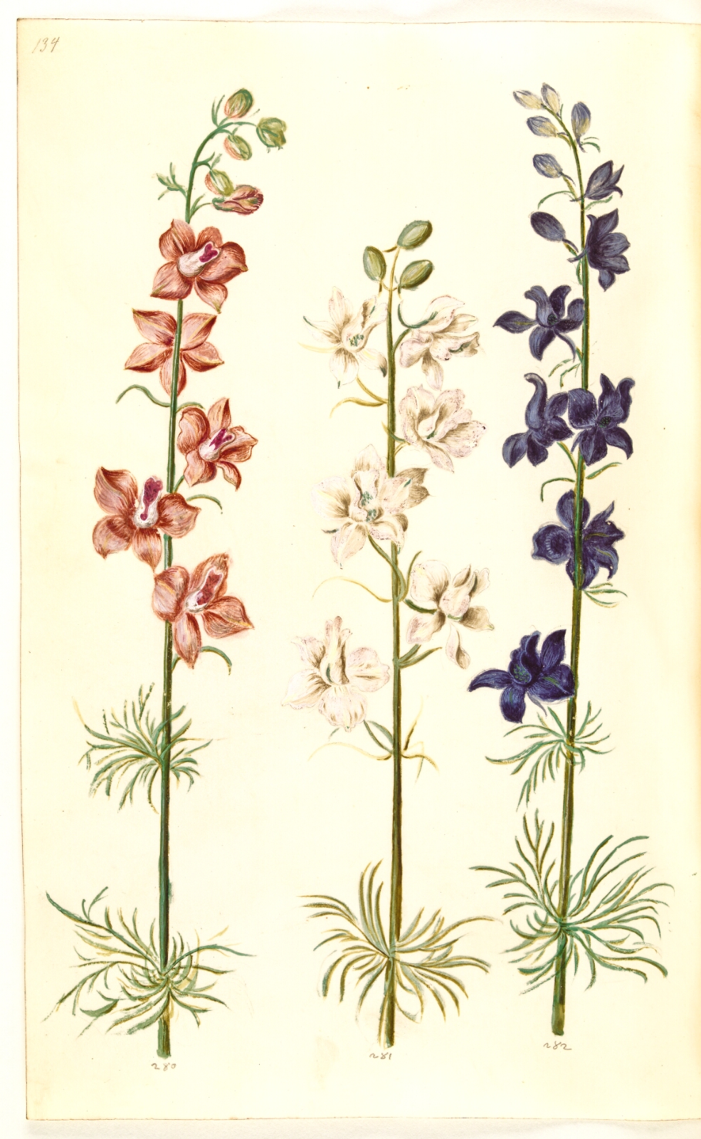 Hans Simon Holtzbecker, Consolida ajacis (have-ridderspore)