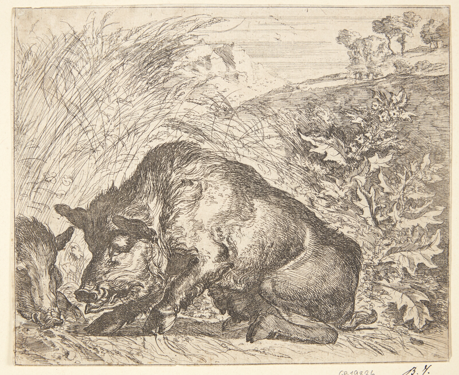 Abraham Hondius, To vildsvin