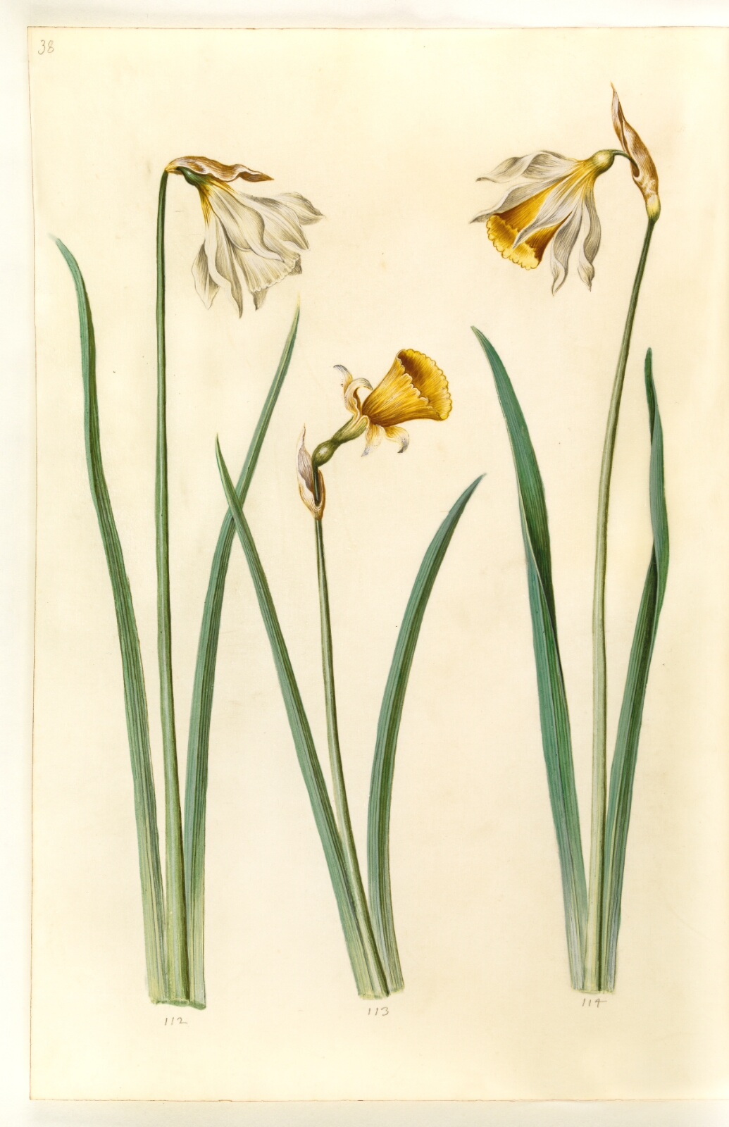 Hans Simon Holtzbecker, Narcissus pseudonarcissus moschatus (moskus-narcis); Narcissus bulbocodium (krinoline-narcis); Narcissus pseudonarcissus (påskelilje)