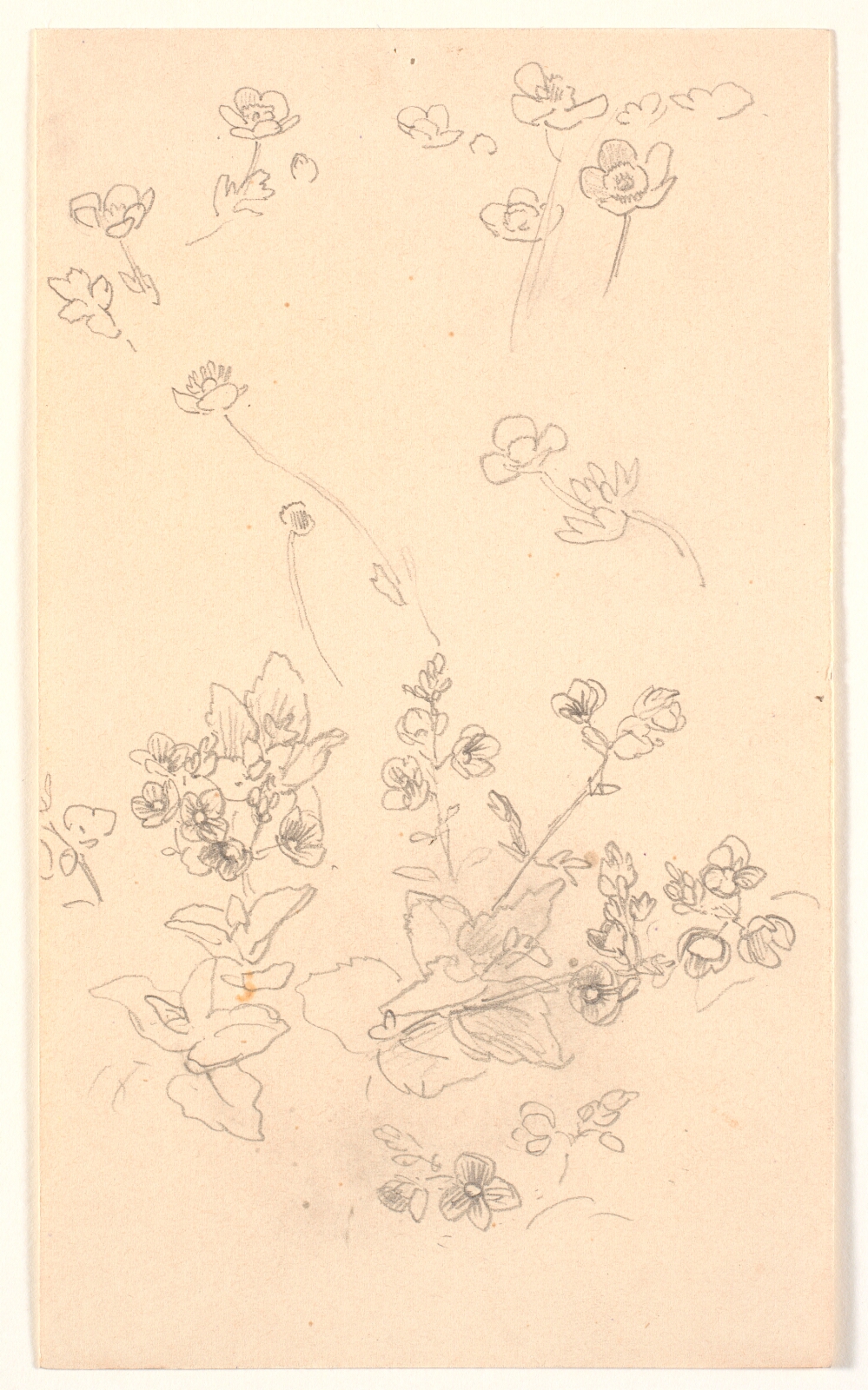 Joakim Skovgaard, Blomsterstudier
