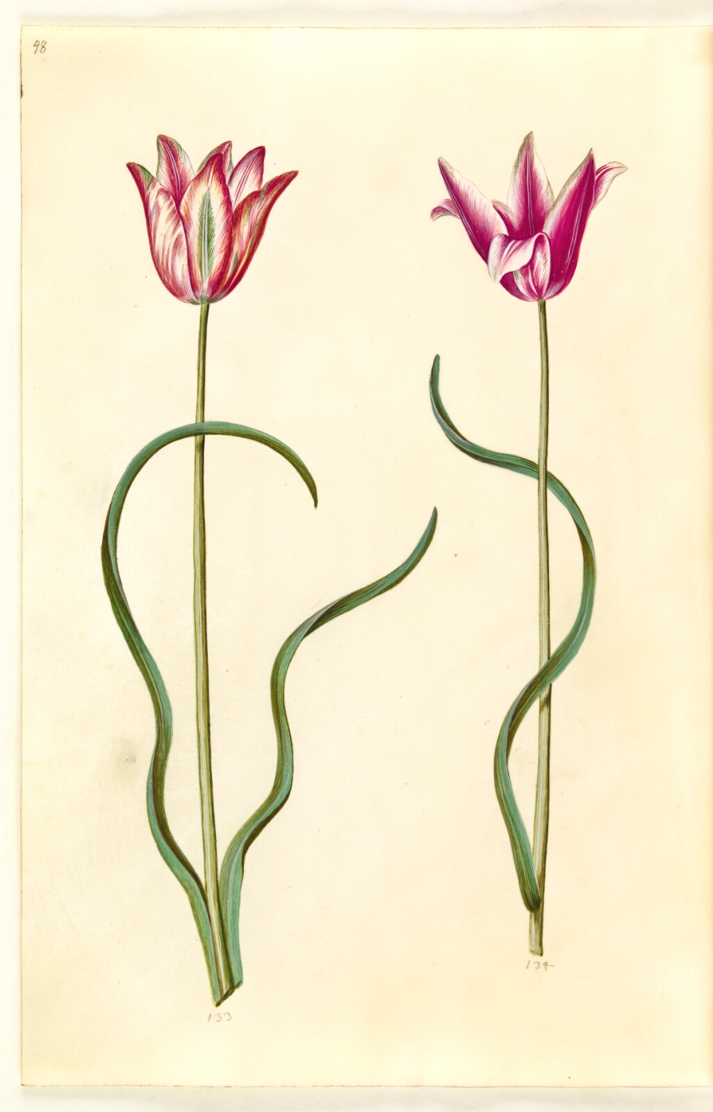 Hans Simon Holtzbecker, Tulipa clusiana (clusius-tulipan)