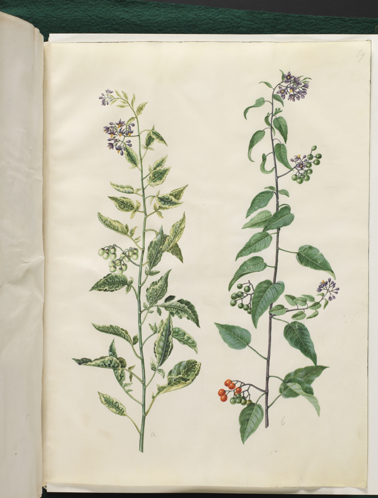 Hans Simon Holtzbecker, Solanum dulcamara (bittersød natskygge)