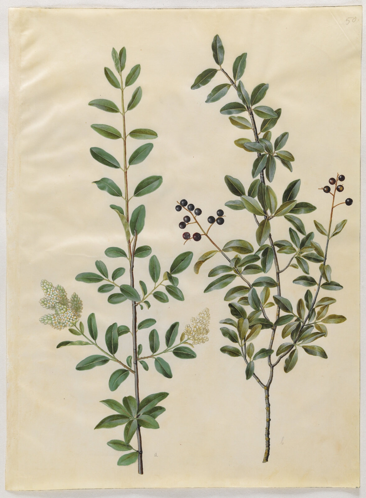 Hans Simon Holtzbecker, Ligustrum vulgare (almindelig liguster)