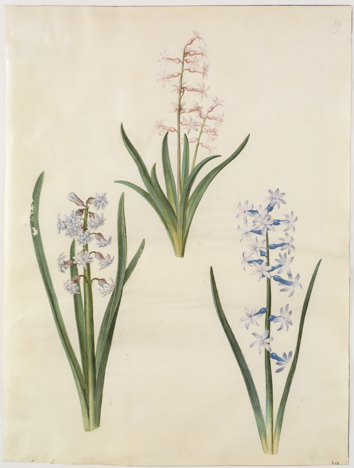 Hans Simon Holtzbecker, Hyacinthus orientalis (almindelig hyacint)