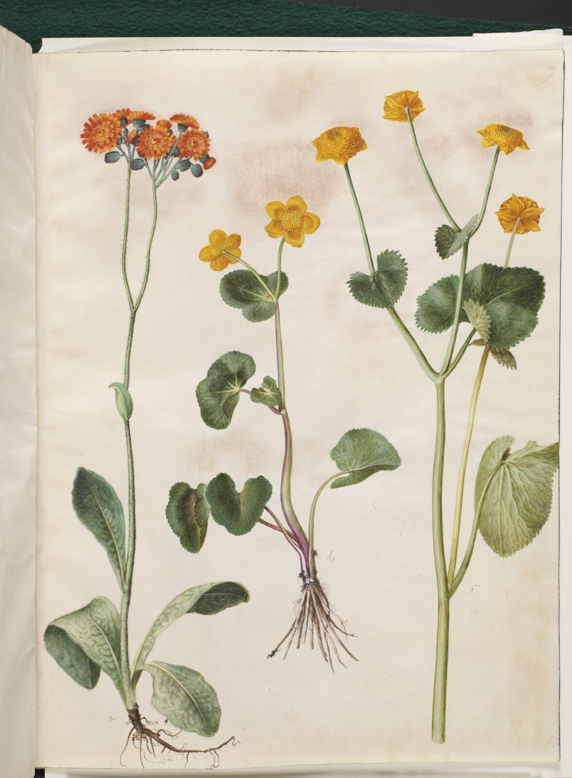 Hans Simon Holtzbecker, Pilosella aurantiaca (pomerans-høgeurt); Caltha palustris (eng-kabbeleje)