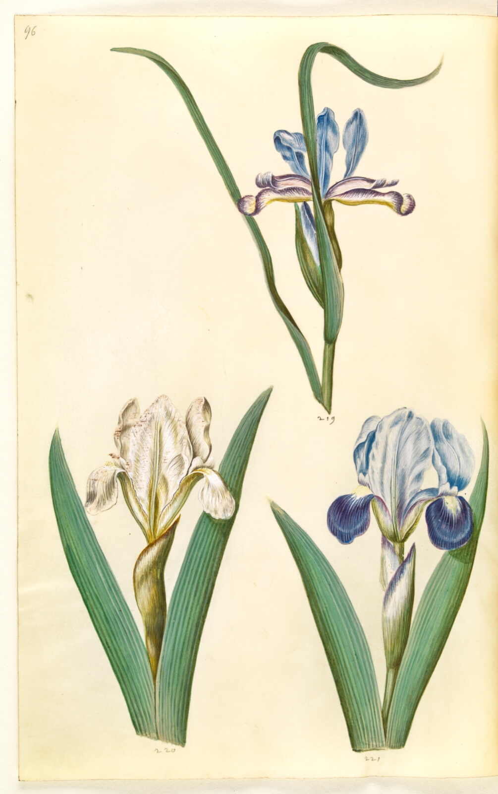 Hans Simon Holtzbecker, Iris graminea (græsbladet iris); Iris lutescens eller Iris pumila (?) (dværg-iris eller lav iris)