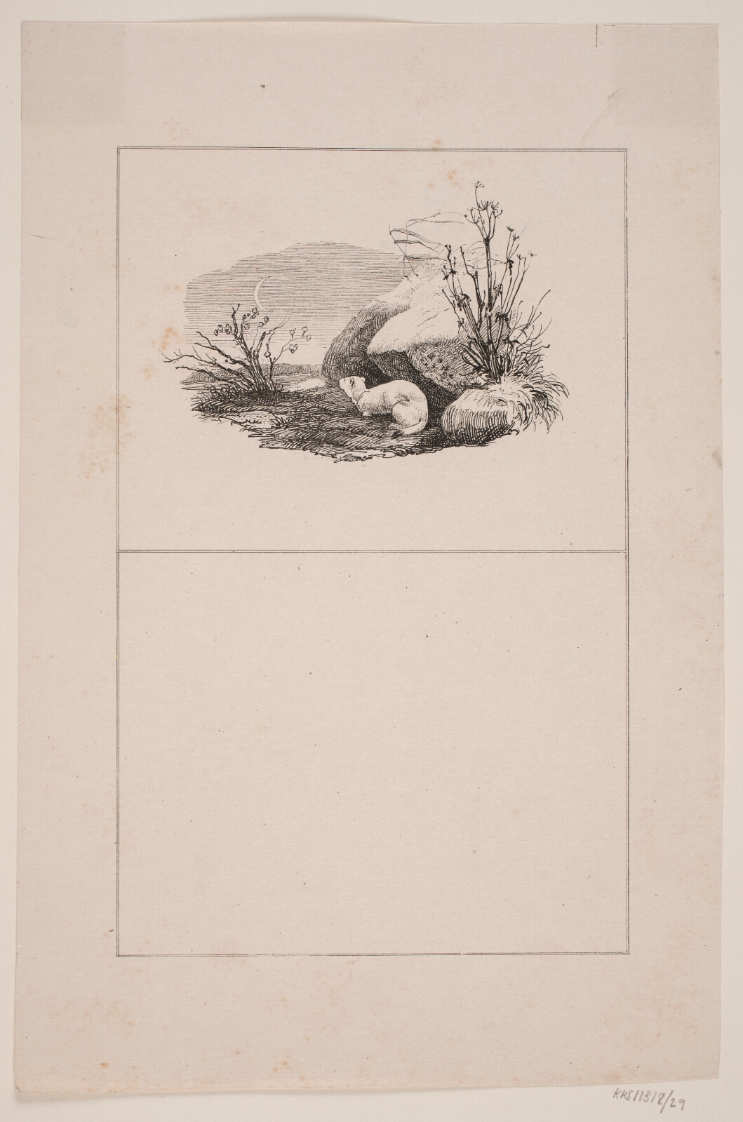 Adolph Kittendorff, Lækatten