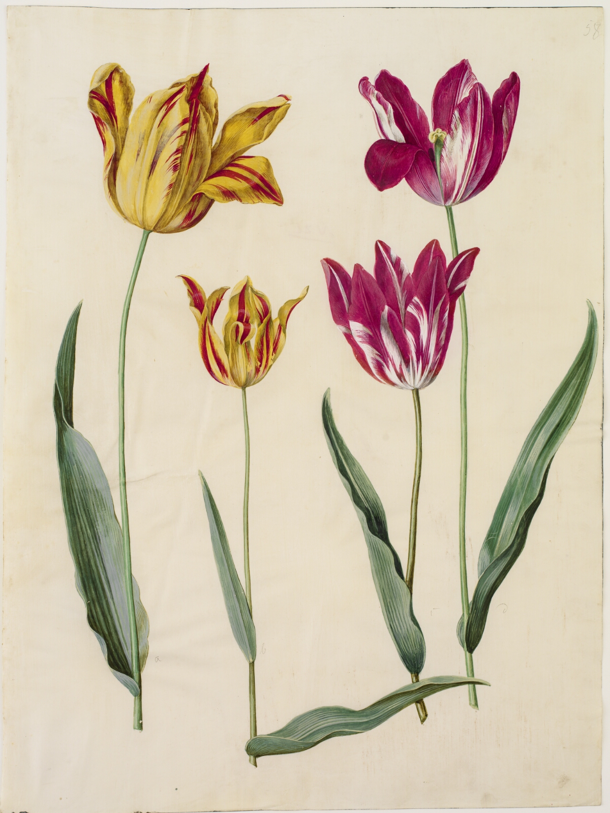 Hans Simon Holtzbecker, Tulipa gesneriana (have-tulipan)