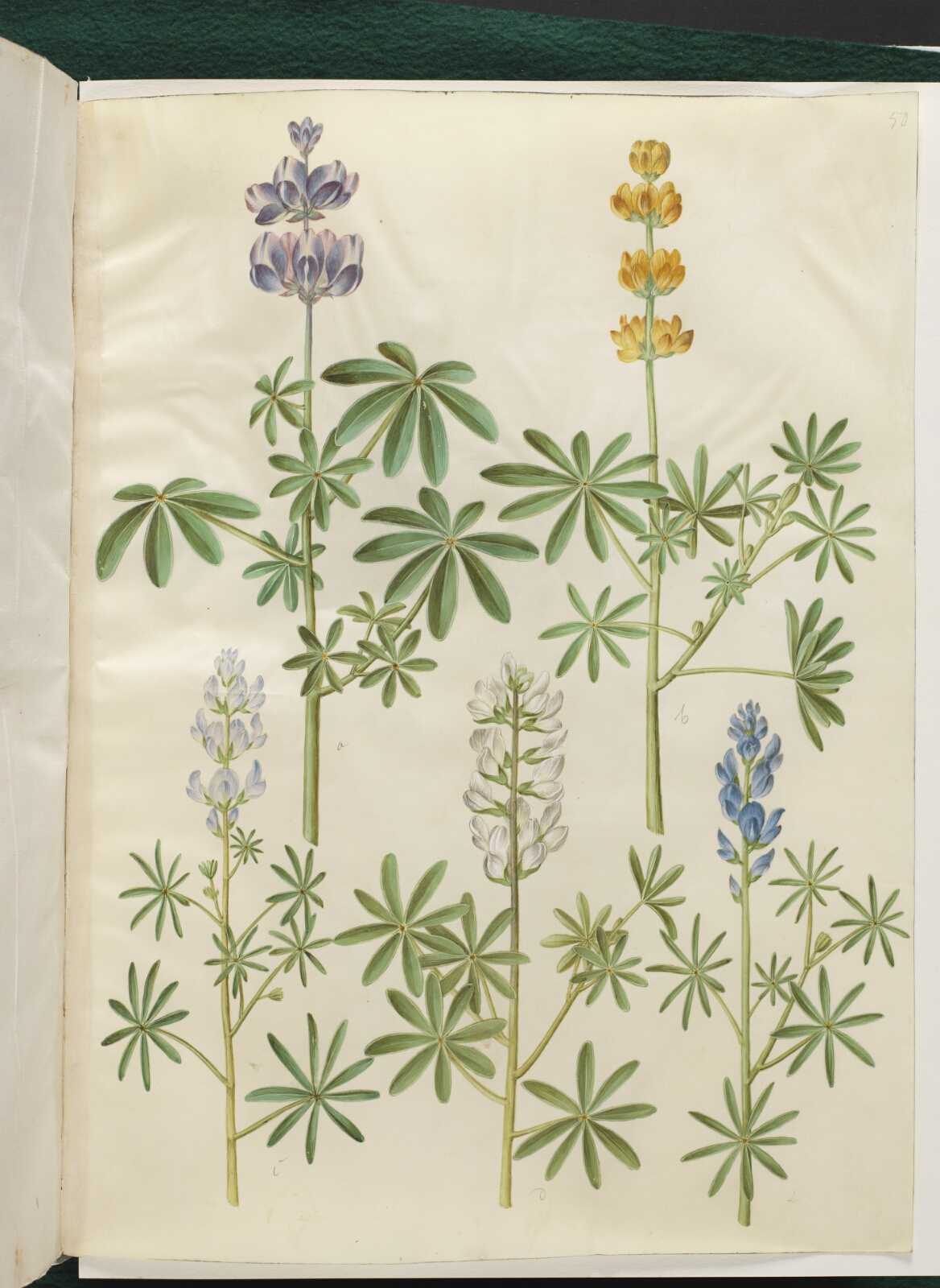 Hans Simon Holtzbecker, Lupinus pilosus (blå lupin); Lupinus luteus (gul lupin); Lupinus angustifolius (smalbladet lupin); Lupinus albus (hvid lupin)