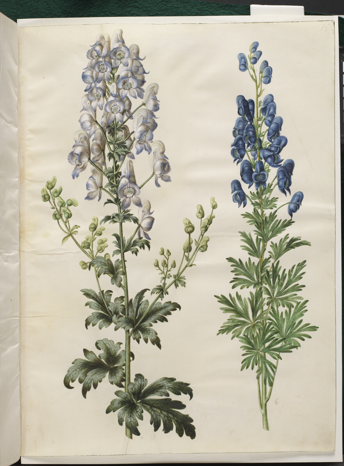 Hans Simon Holtzbecker, Aconitum variegatum (broget stormhat); Aconitum napellus (ægte stormhat)