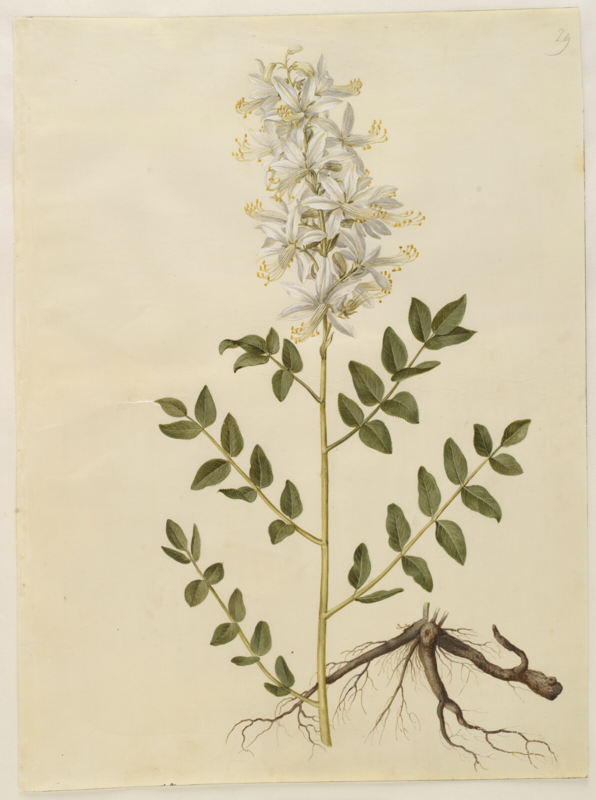 Hans Simon Holtzbecker, Dictamnus albus (hvid diktam)