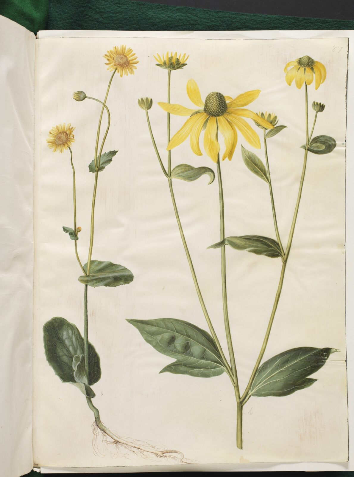 Hans Simon Holtzbecker, Doronicum pardalianches (hjertebladet gemserod); Rudbeckia laciniata (fliget solhat)