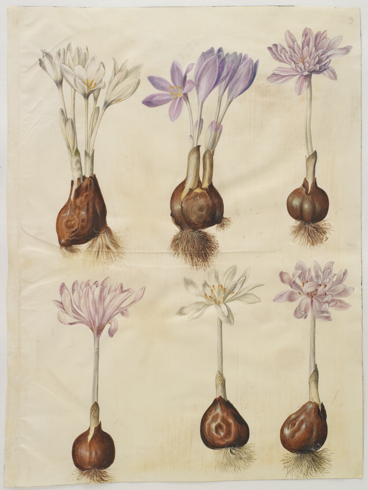 Hans Simon Holtzbecker, Colchicum autumnale (høst-tidløs)