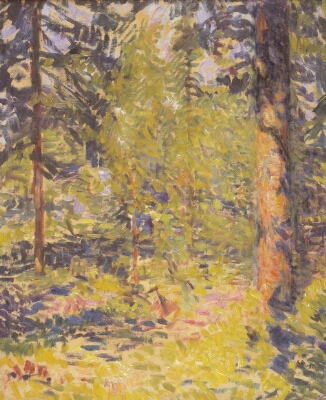 A Sunlit Spruce Forest in Småland, Sweden