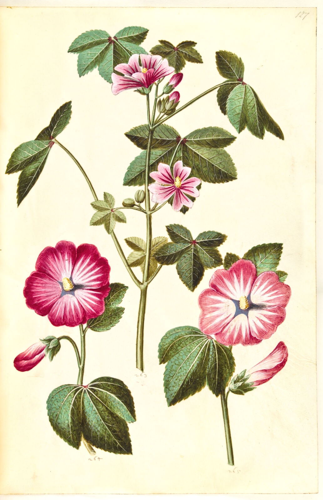 Hans Simon Holtzbecker, Malva sylvestris (almindelig katost); Lavatera trimestris (mamelukærme)