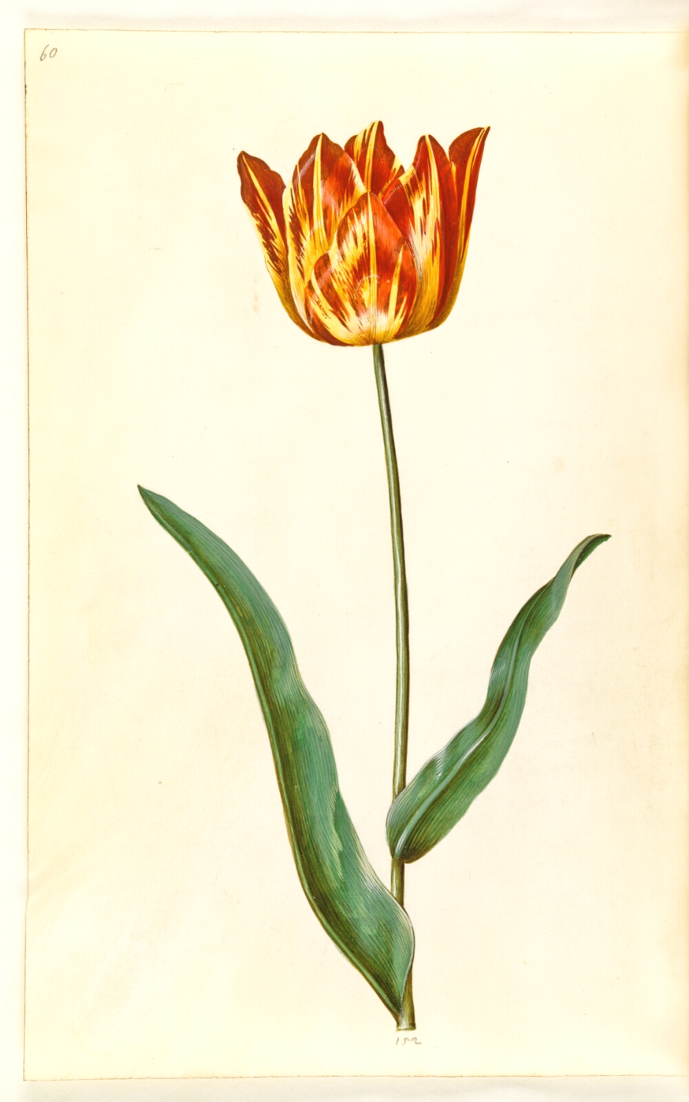 Hans Simon Holtzbecker, Tulipa gesneriana (have-tulipan)