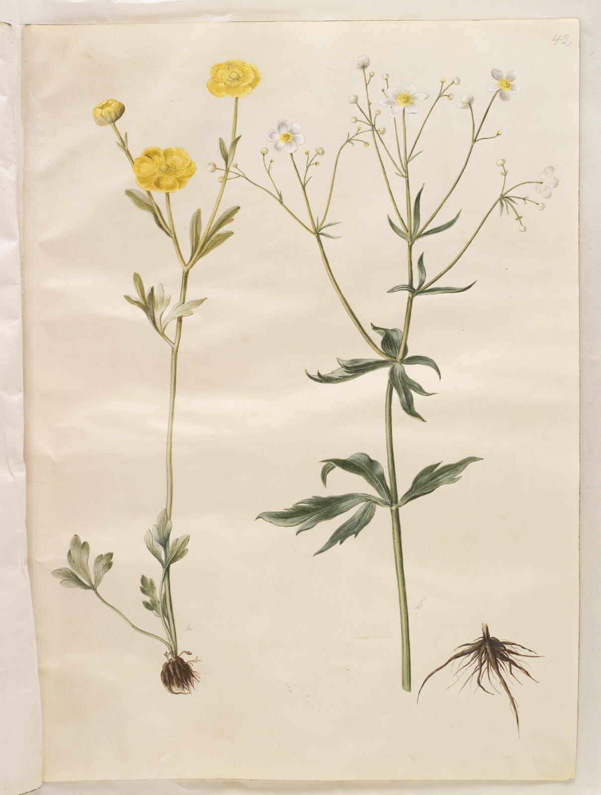 Hans Simon Holtzbecker, Ranunculus monspeliacus (silke-ranunkel); Ranunculus aconitifolius (stormhatbladet ranunkel)