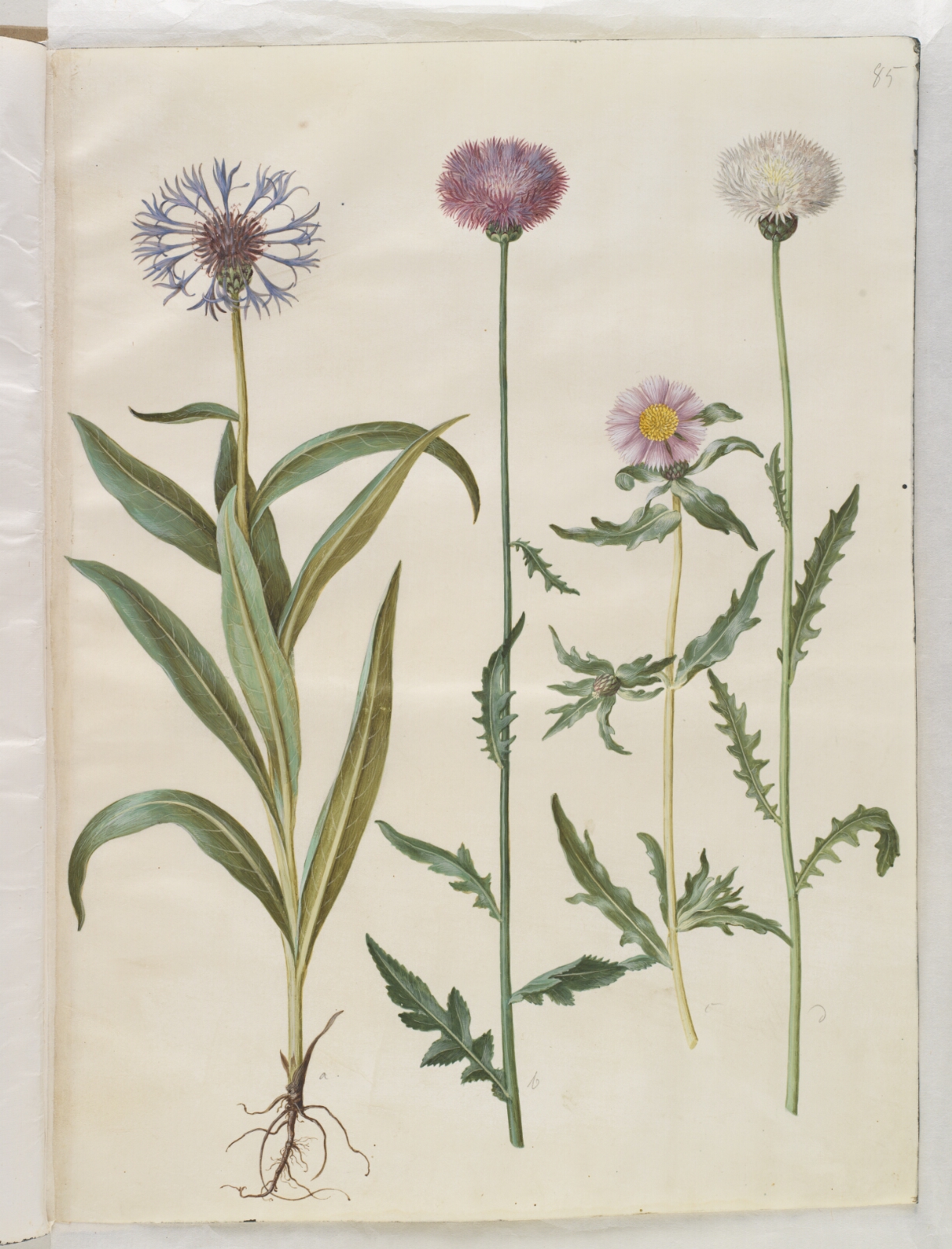 Hans Simon Holtzbecker, Centaurea montana (bjerg-knopurt); Amberboa moschata (duft-sultan)