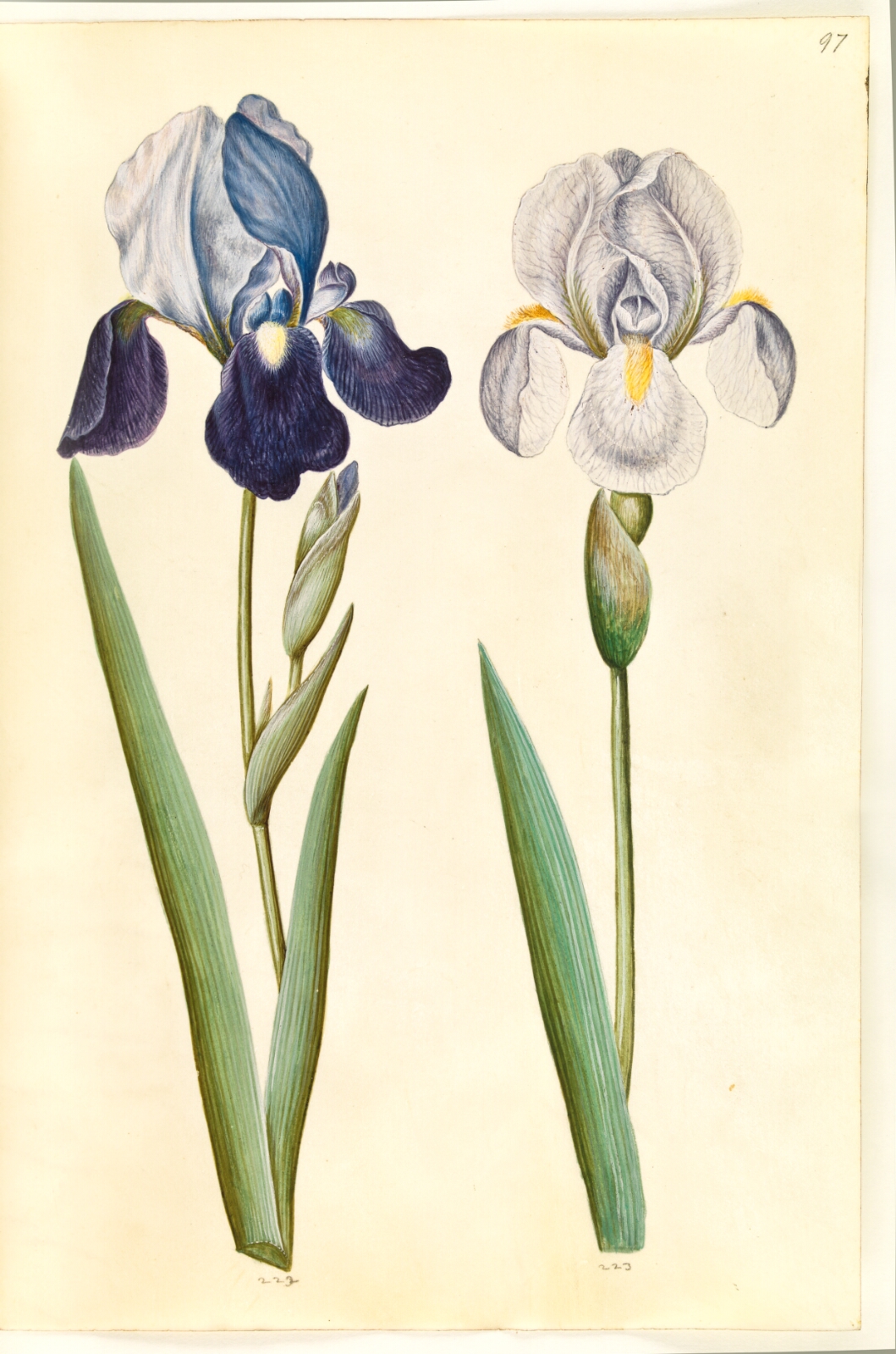 Hans Simon Holtzbecker, Iris ×germanica eller Iris ×sambucina (?) (have-iris eller hylde-iris); Iris ×germanica (have-iris)