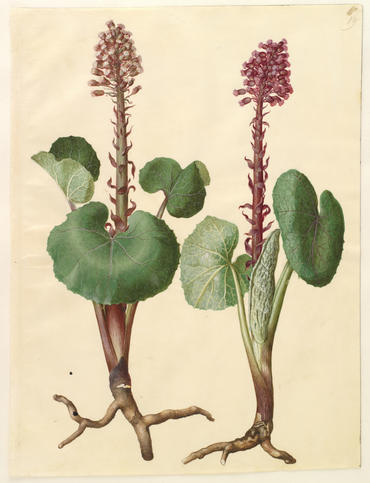 Hans Simon Holtzbecker, Petasites hybridus (rød hestehov)