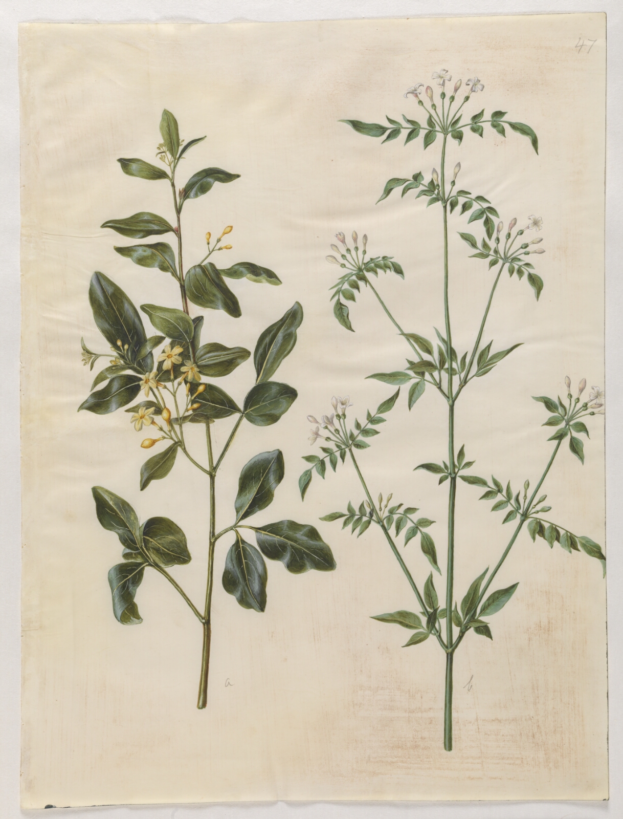 Hans Simon Holtzbecker, Jasminum odoratissimum (stue-jasmin); Jasminum officinale (læge-jasmin)