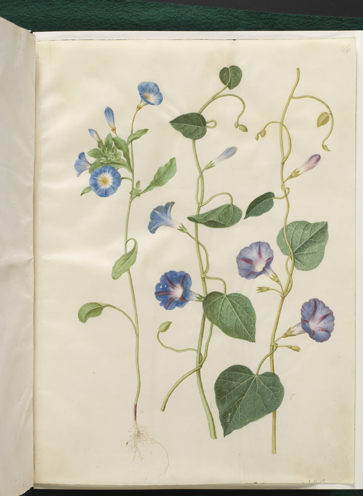 Hans Simon Holtzbecker, Convolvulus tricolor (jomfruskørt); Ipomoea purpurea (purpur-pragtsnerle)