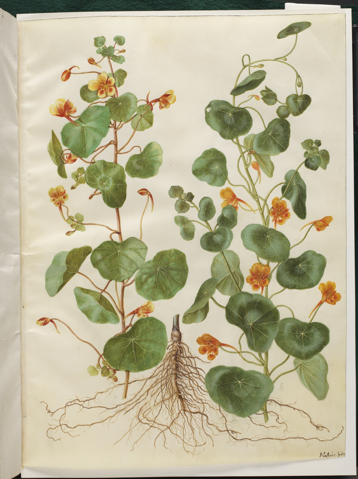 Hans Simon Holtzbecker, Tropaeolum minus (lille blomsterkarse)