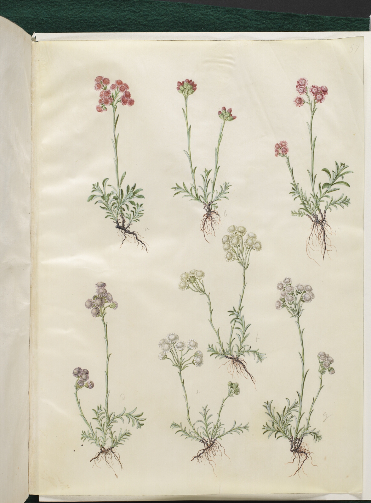 Hans Simon Holtzbecker, Antennaria dioica (almindelig kattefod)