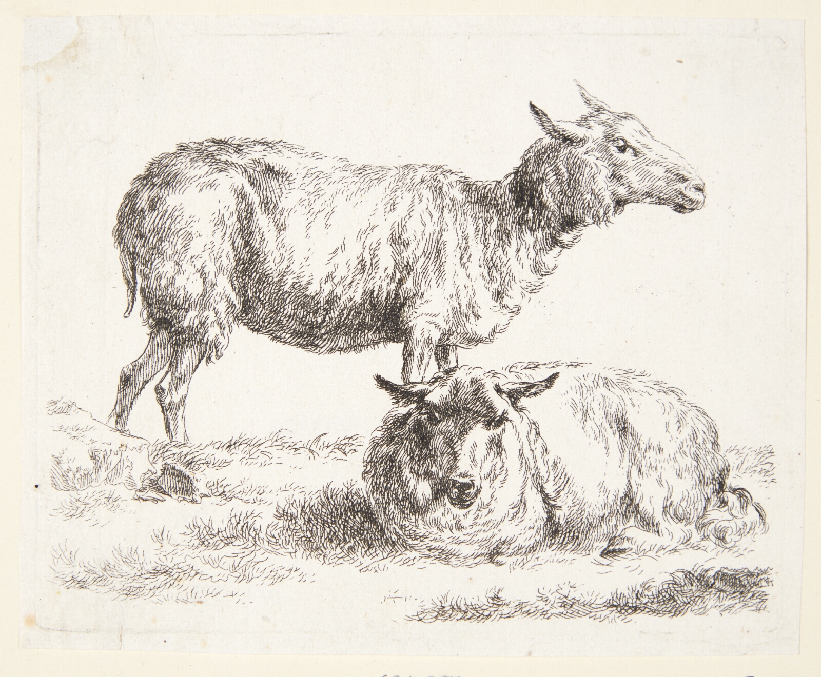 Nicolaes Berchem, Et stående og et liggende får