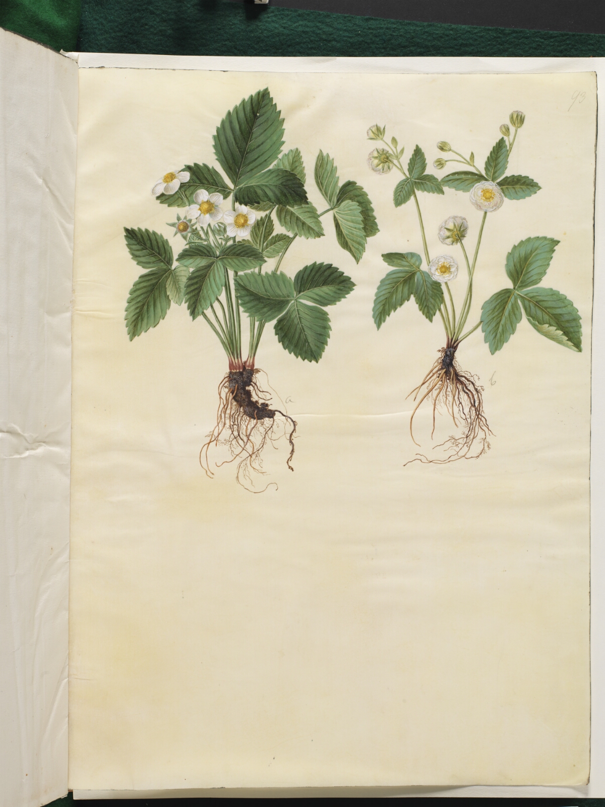 Hans Simon Holtzbecker, Fragaria vesca (skov-jordbær)