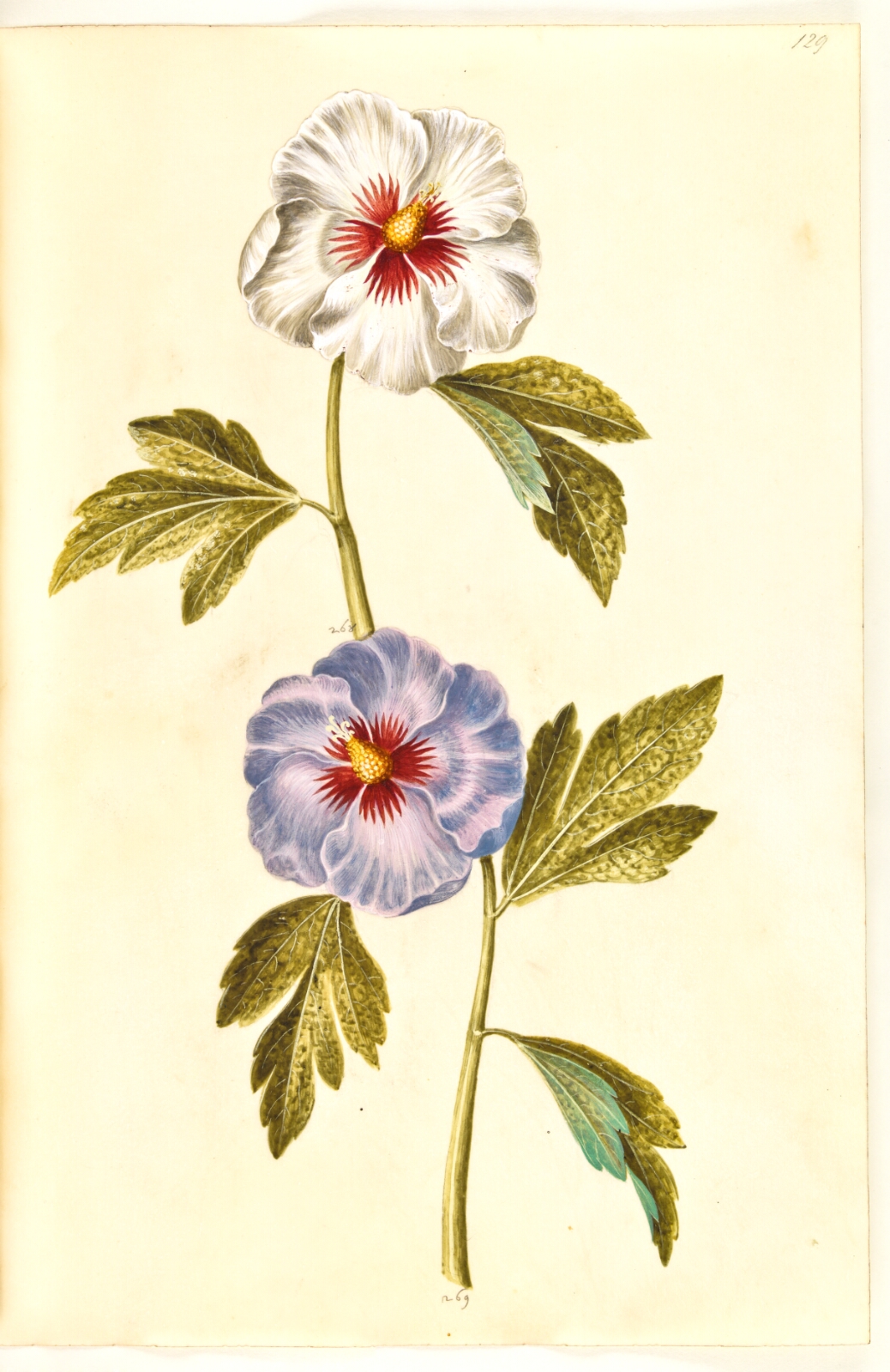 Hans Simon Holtzbecker, Hibiscus syriacus (syrisk rose)