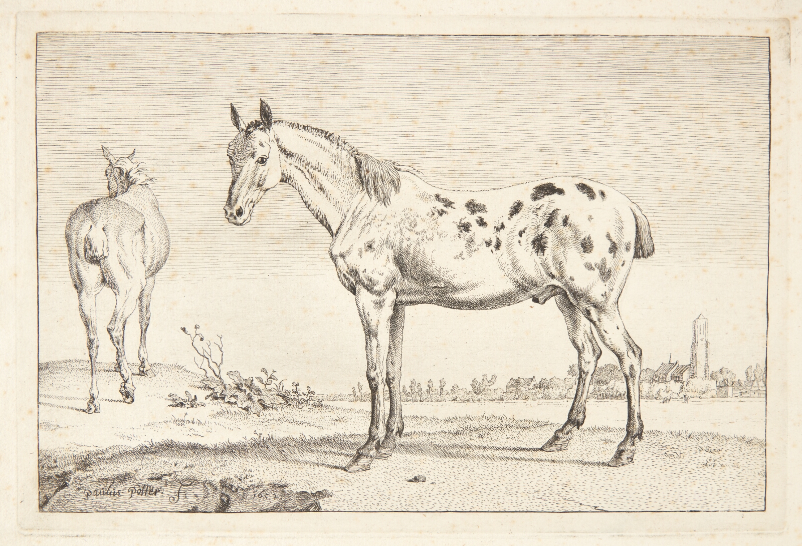 Paulus Potter, Kupperet hest