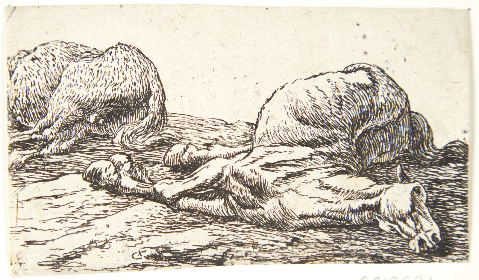 Pieter van Laer, To døde heste