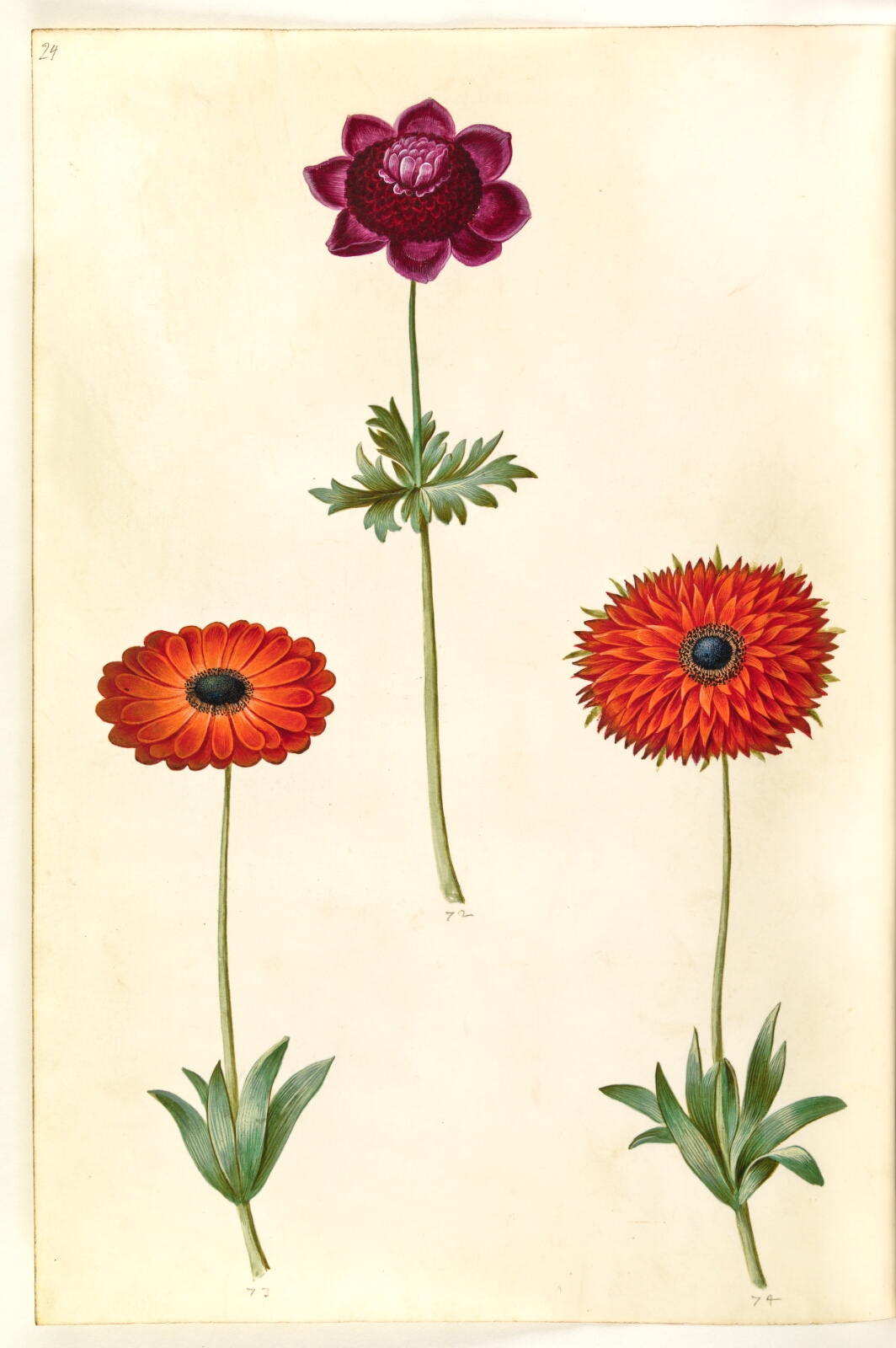 Hans Simon Holtzbecker, Anemone coronaria (fransk anemone); Anemone ×fulgens (skinnende anemone)