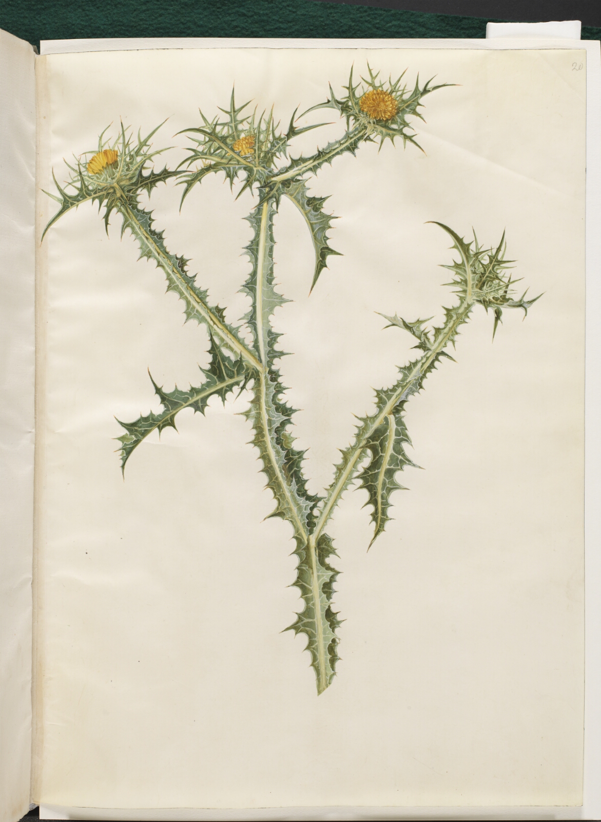 Hans Simon Holtzbecker, Scolymus hispanicus (spansk guldtidsel)