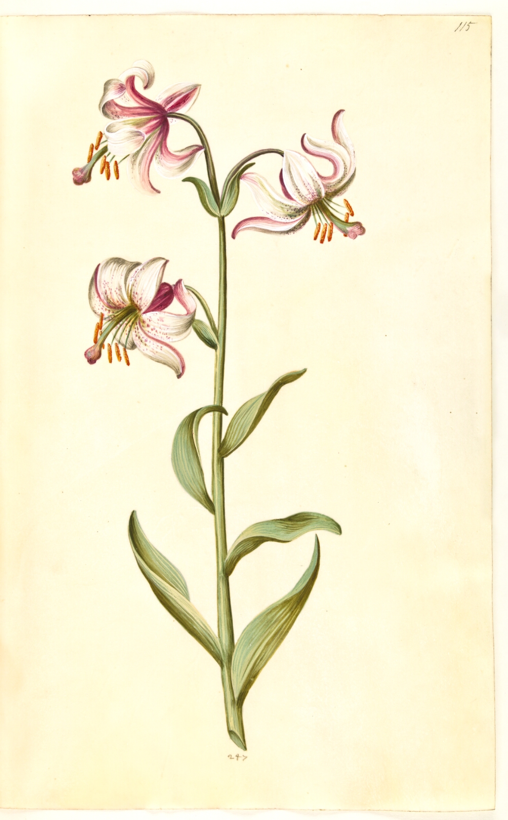 Hans Simon Holtzbecker, Lilium martagon (krans-lilje)