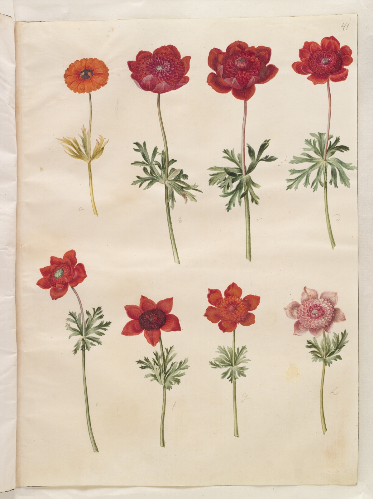 Hans Simon Holtzbecker, Anemone ×fulgens (skinnende anemone); Anemone coronaria (fransk anemone)