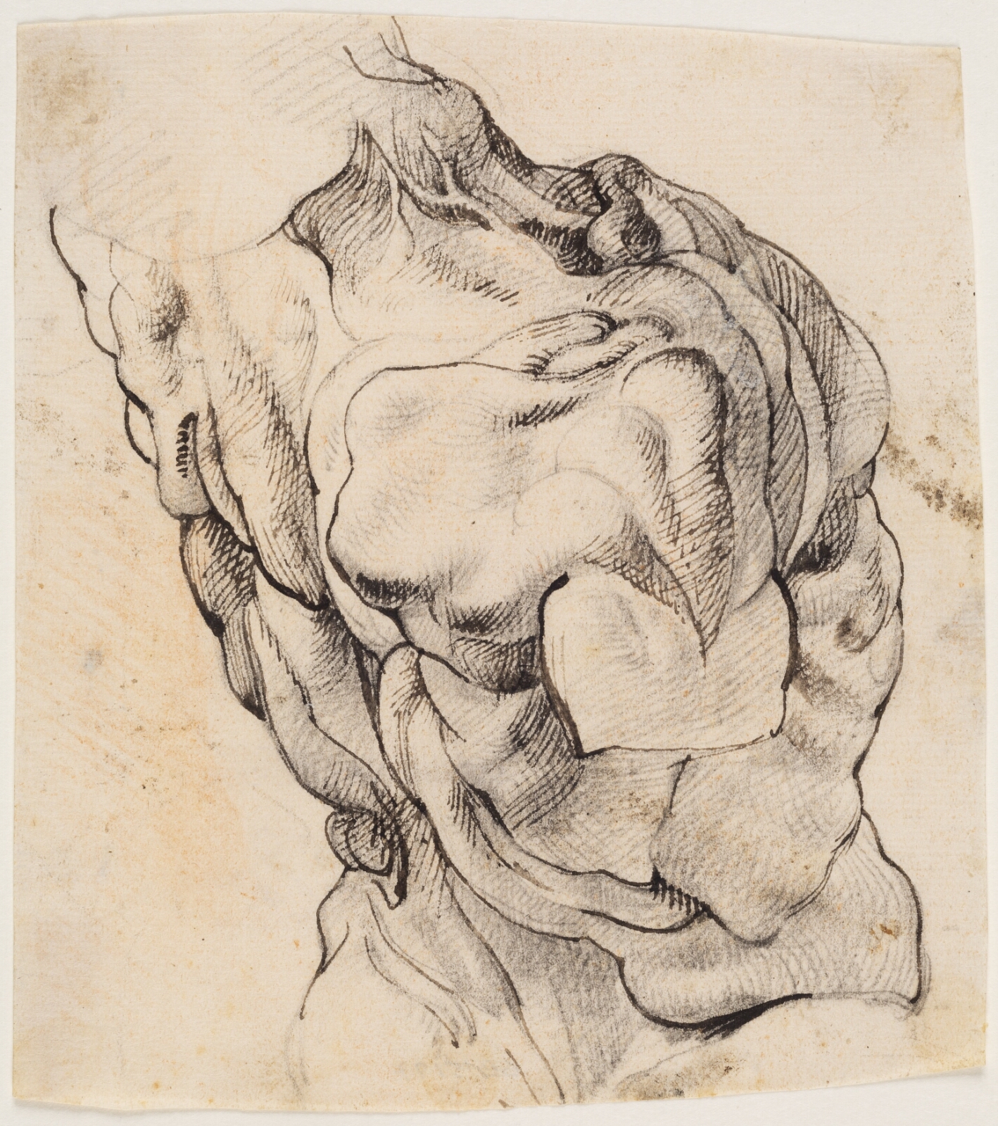 Willem Panneels, Anatomisk studie (écorché). En flået mands torso, set bagfra, halvt højredrejet