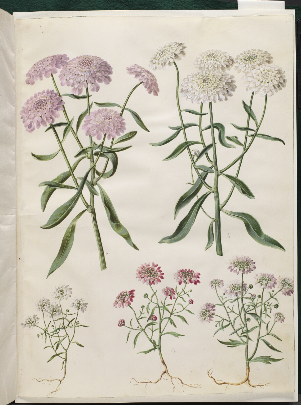 Hans Simon Holtzbecker, Iberis umbellata (skærm-sløjfeblomst); Iberis amara (bitter sløjfeblomst)