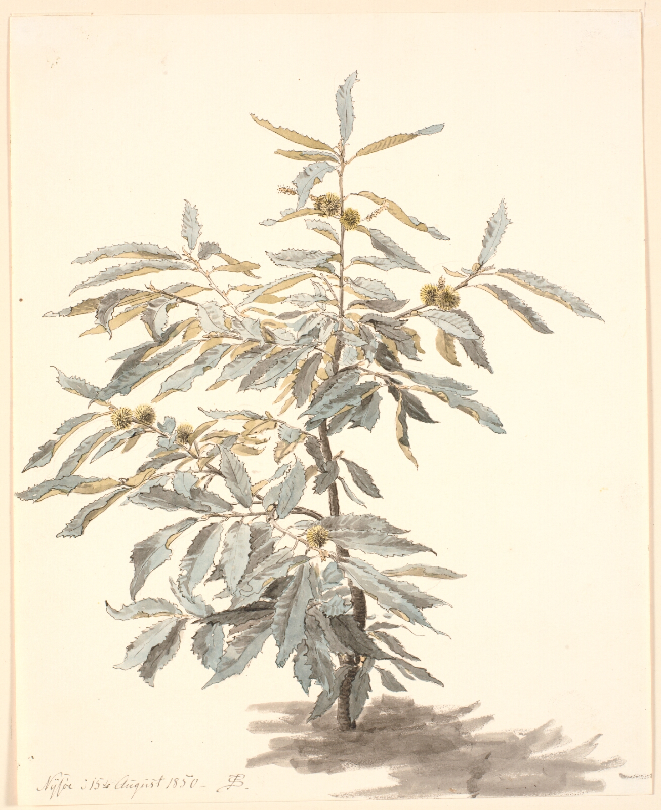 P.C. Skovgaard, Studie af et lille kastanjetræ