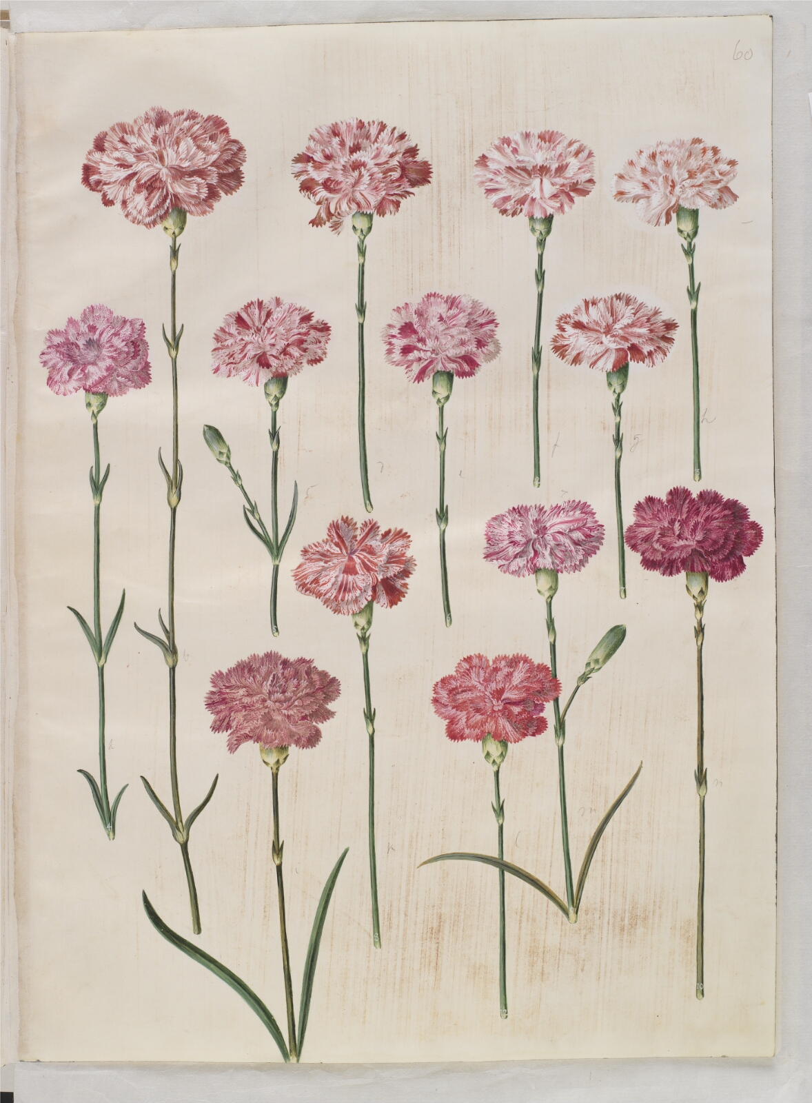Hans Simon Holtzbecker, Dianthus caryophyllus (have-nellike)
