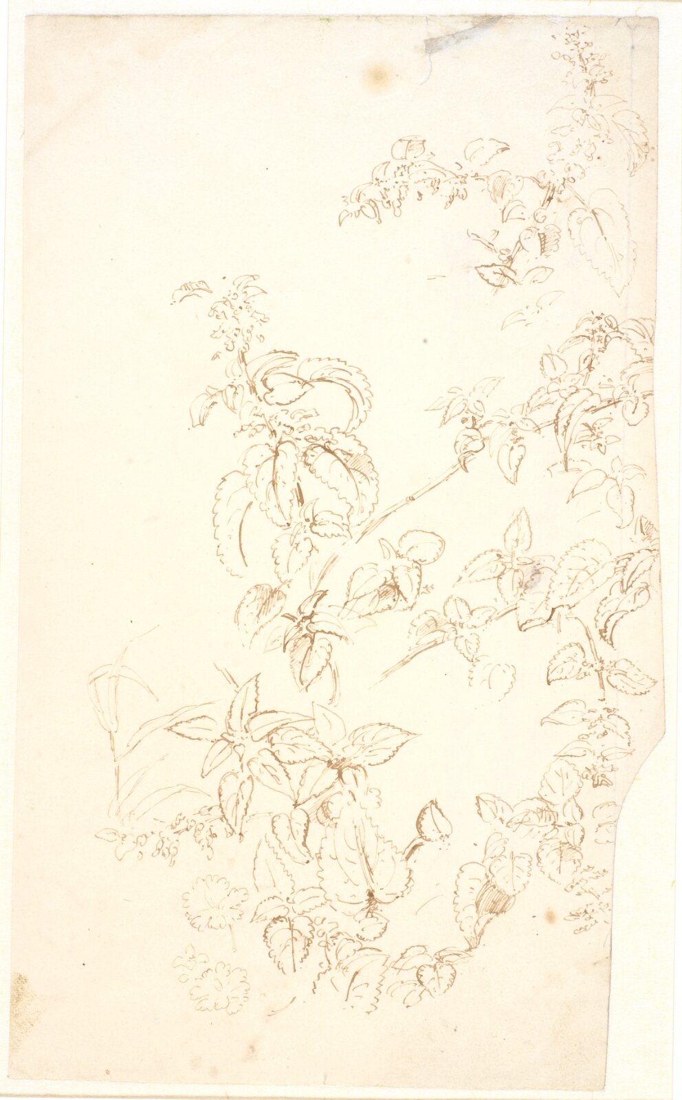 Dankvart Dreyer, Plantestudier