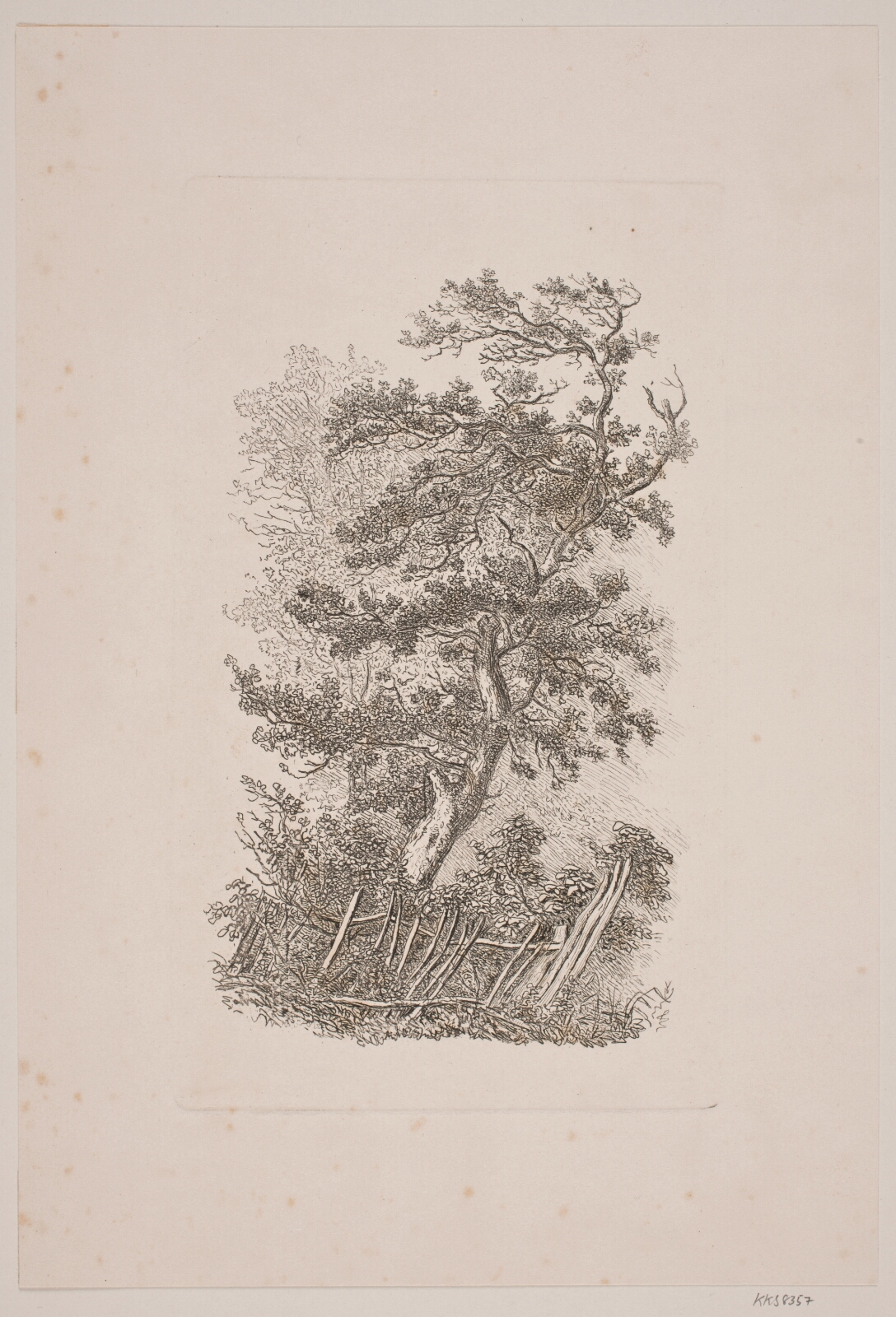 J.P. Møller, Et egetræ