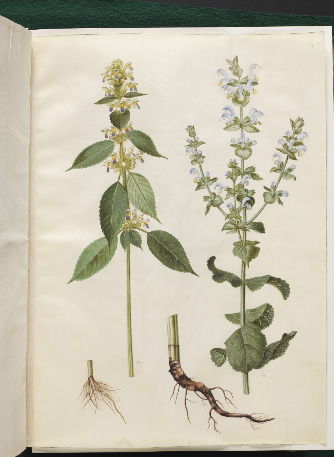 Hans Simon Holtzbecker, Galeopsis speciosa (hamp-hanekro); Salvia sclarea (broget salvie)