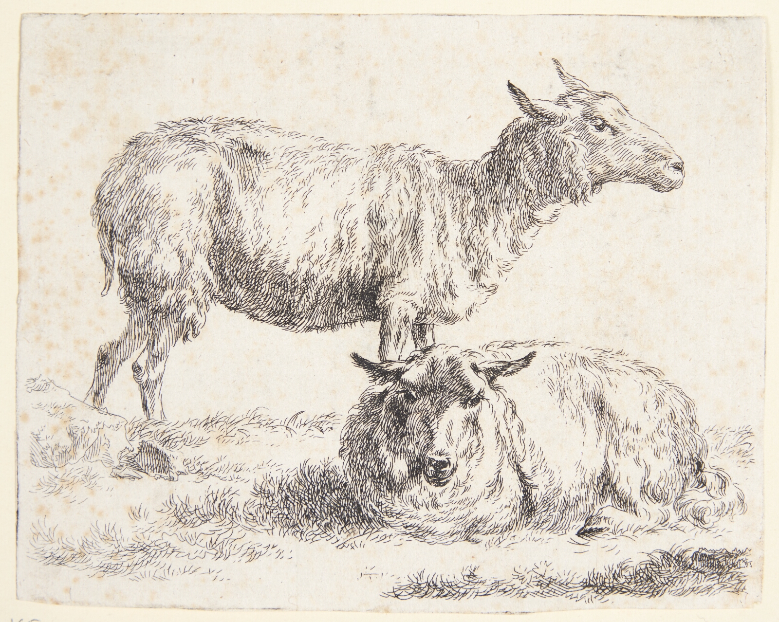 Nicolaes Berchem, Et stående og et liggende får