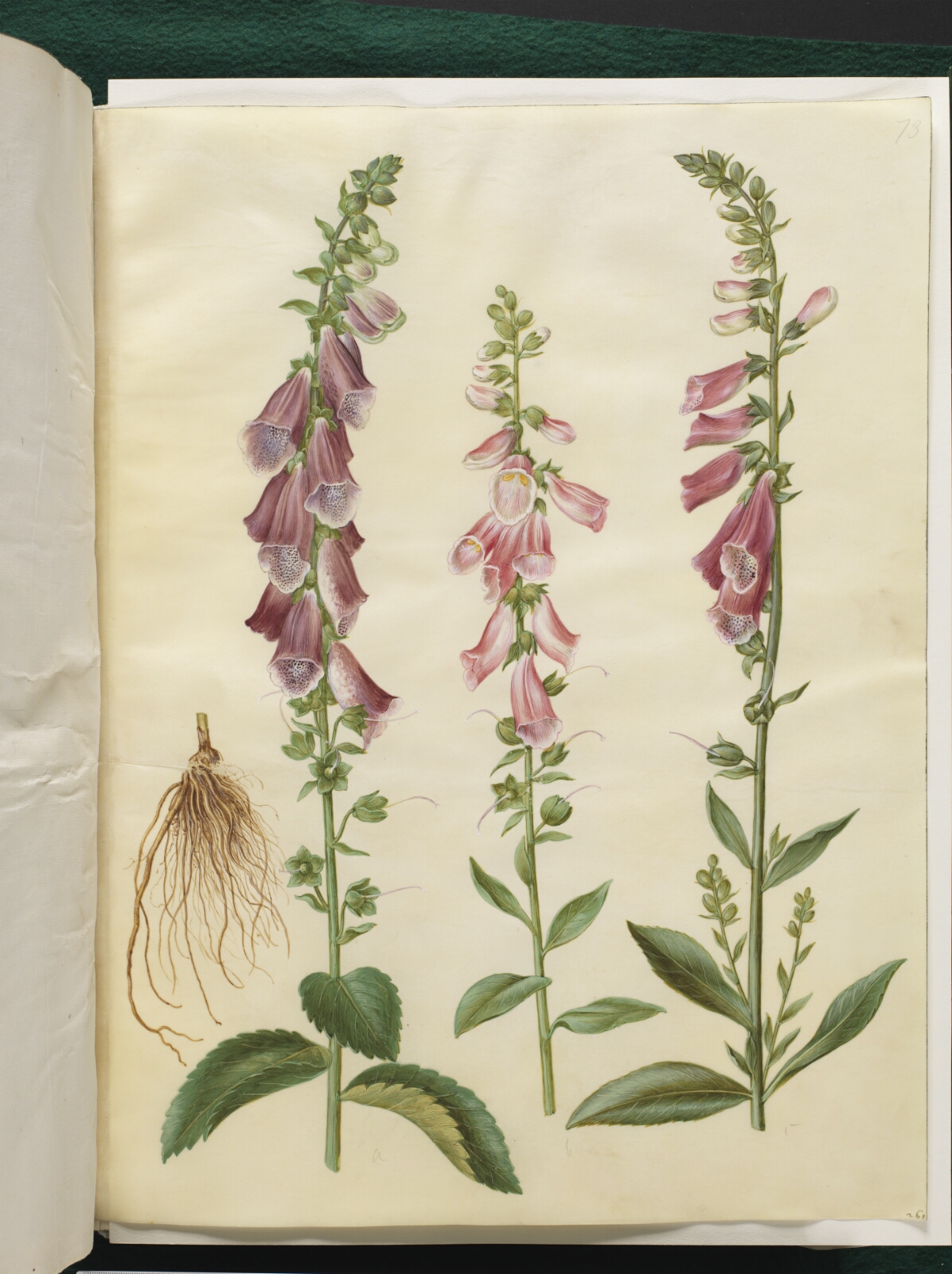 Hans Simon Holtzbecker, Digitalis purpurea (almindelig fingerbøl)